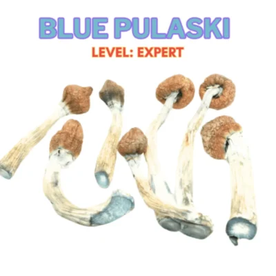 Blue Pulaski mushrooms with deep indigo bruising